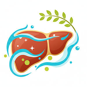 Печень и очищение